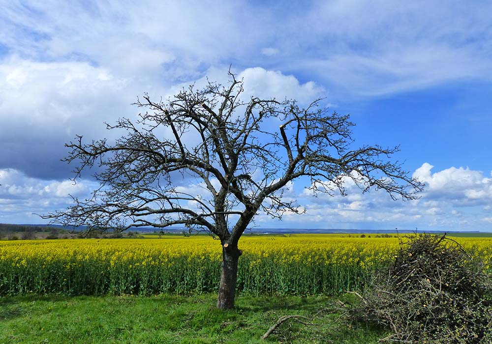 Apfelbaum Altbaumschnitt nachher, ausgeführt im Sommer