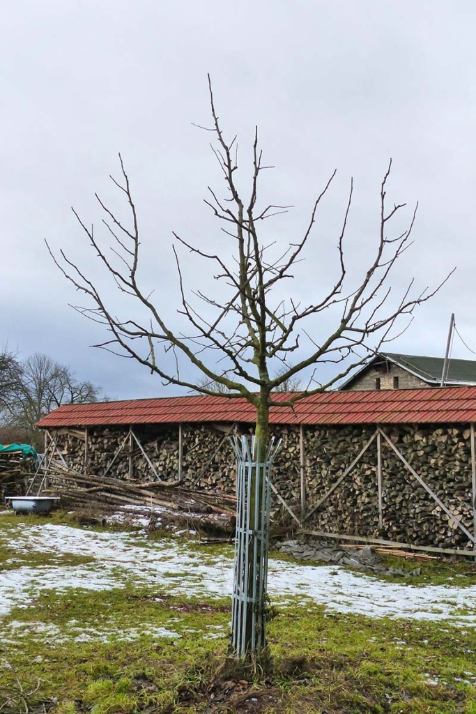 Junger Apfelbaum nach dem Winterschnitt. Mit Versbisschutz
