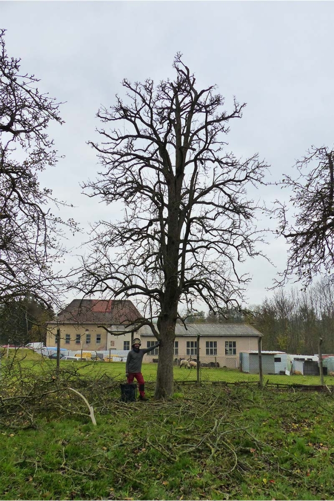 Ein Altbaum Birnbaum nach dem schneiden