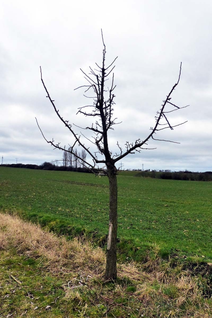 Einen jungen Birnbaum nach dem Schnitt zur Erziehung der Krone