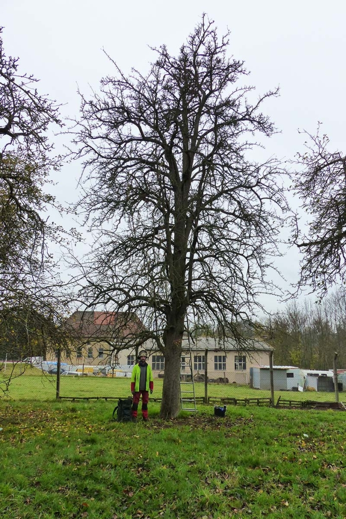 Ein Altbaum Birnbaum vor dem schneiden
