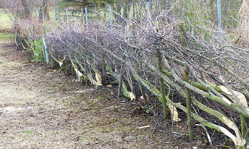 Hecken legen – der lebendige Zaun