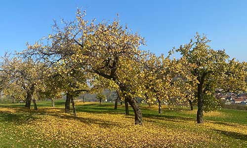 Obstbäume im Klimawandel: Strategien und Handlungsempfehlungen