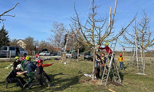 Vom ungeschnittenen oder verschnittenen Jungbaum zum Zukunftsbaum. Die Königsdisziplin: Kronenumstellbäume