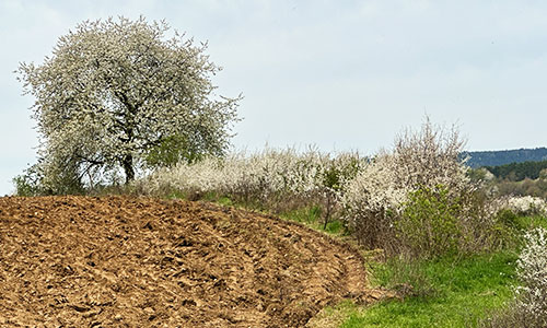 Agroforst: Bäume in der Landwirtschaft
