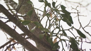 MDR Beitrag zu Misteln im Obstbaum
