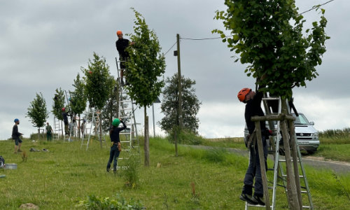 Schnittsysteme im Agroforst und in Waldgärten